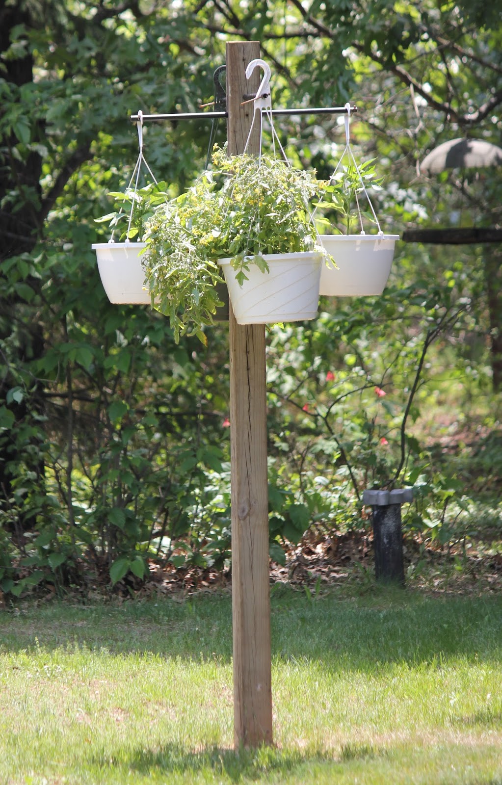 The Cabin Countess Growing a Cucumber Plant in a Hanging Basket