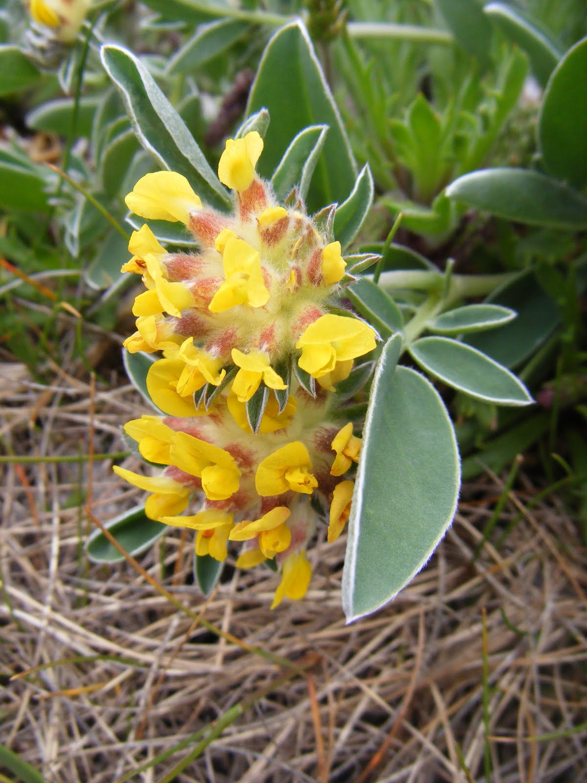 21stcenturynaturalist: Common Kidney Vetch and Fragmentation
