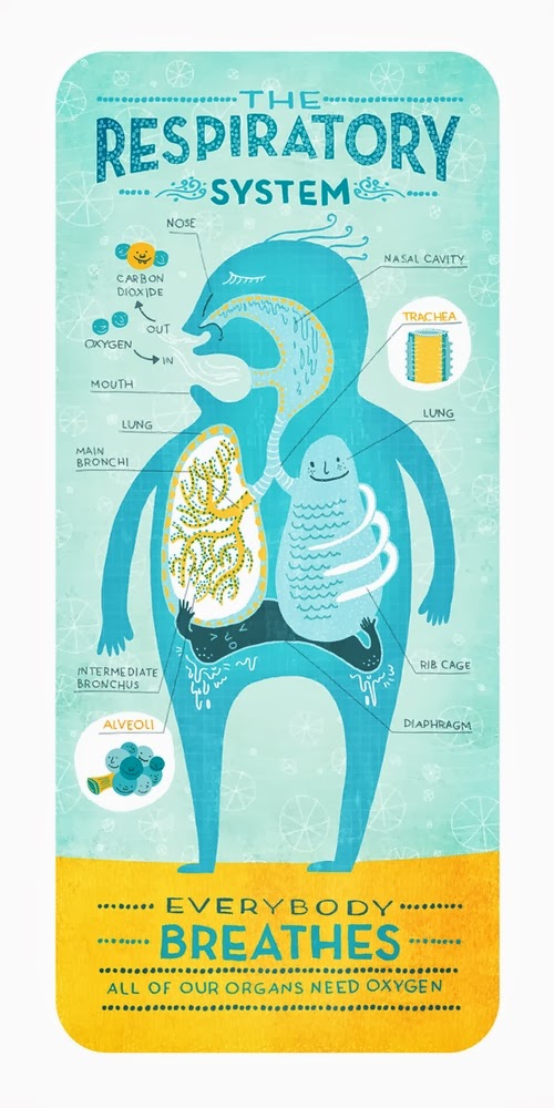 04-Respiratory-System-Body-System-Graphic-Designer-Illustrator-Rachel-Ignotofsky