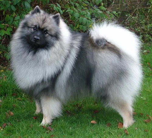 Bullcatdog Keeshond Breed And Keeshond Standard