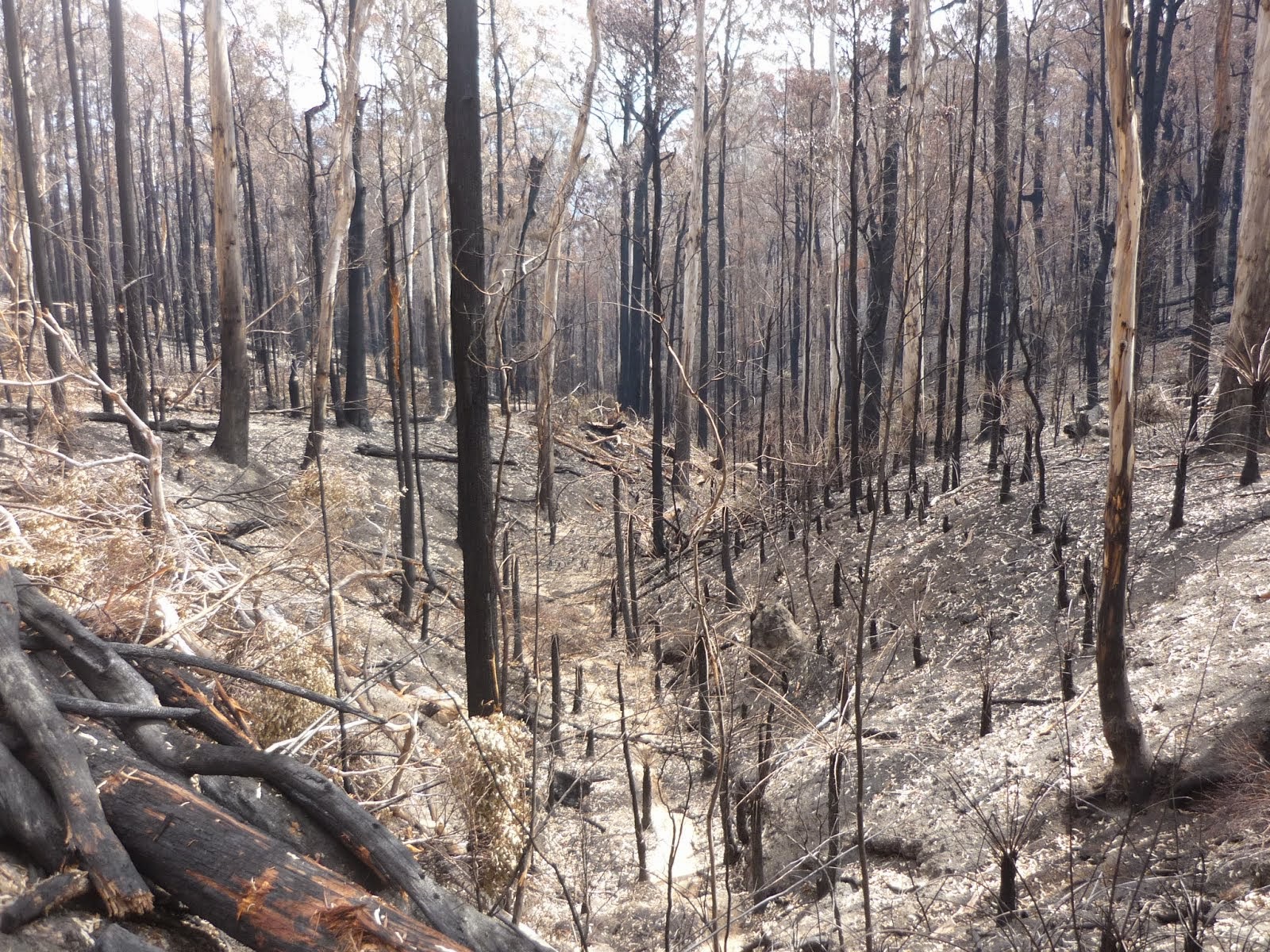 Bushfires 2014