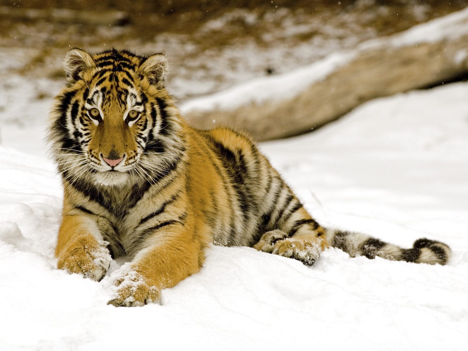 http://1.bp.blogspot.com/-hWbxkmjgvig/Tw3ibyHf9KI/AAAAAAAAJGU/fN1Q-_6p8UQ/s1600/The-best-top-desktop-tiger-wallpapers-hd-tiger-wallpaper-20.jpg