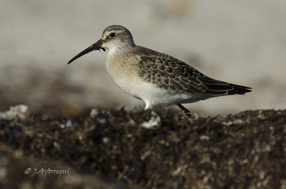 correlimos zarapitin, Calidris ferruginea, Curlew Sandpiper correlimos zarapitin, Calidris ferruginea, Curlew Sandpiper