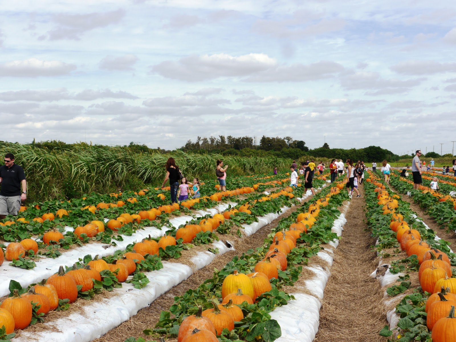 Bedner's Farm Fresh Market, Strawberry UPick and Pumpkin Patch