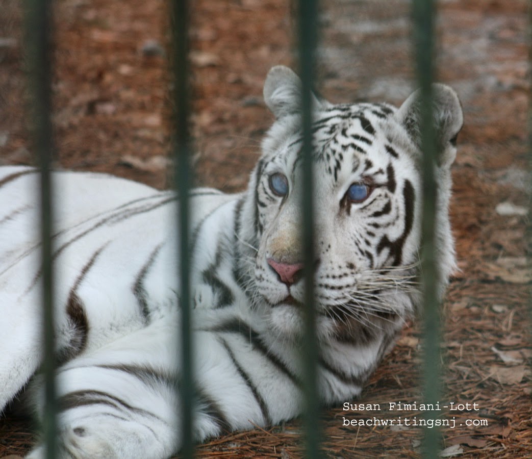NamesOnTheJerseyShore Popcorn Park Zoo