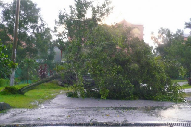 tree falling down