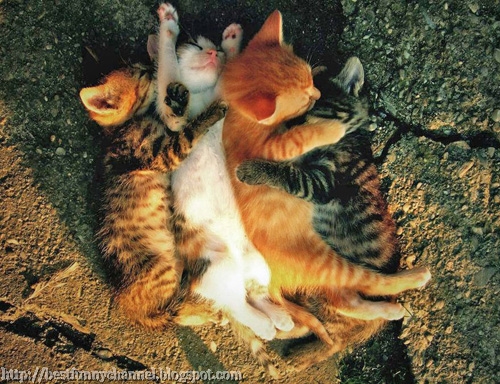 Four sleeping kitten