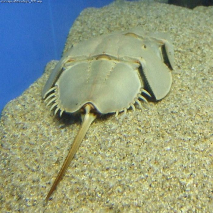 Horseshoe Crabs Prehistoric Live Creatures Funnilogy