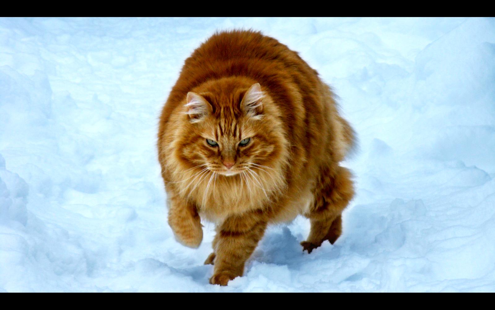 Pictures World Animal Pictures Congo Leopard