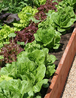download vegetable gardening download vegetable gardening