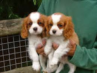 Cavalier King Charles Spaniel-História da Raça