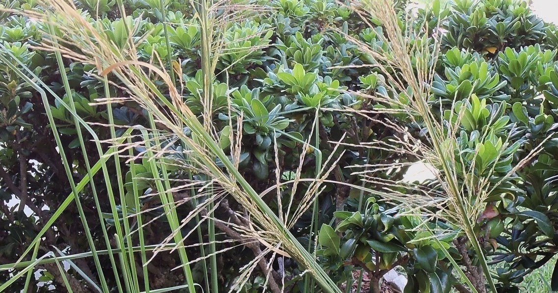 My Life Among the Lithops (and Other Strange Plants) Vetiver Harvest