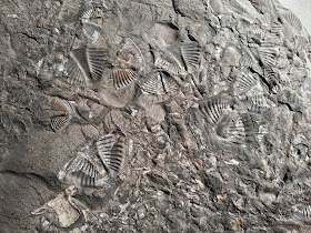 Trilobite carapaces from molting