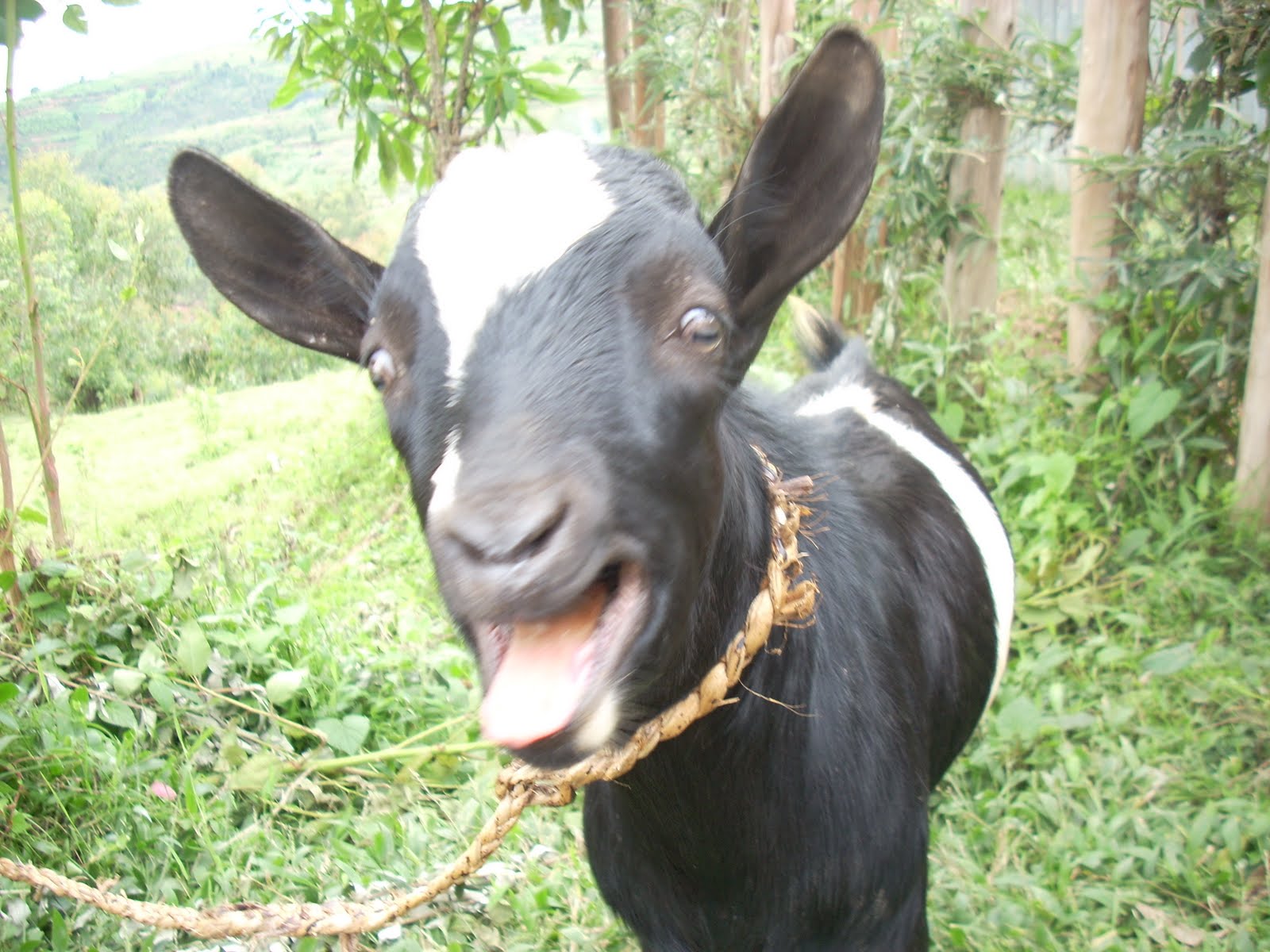 Young Male Goat