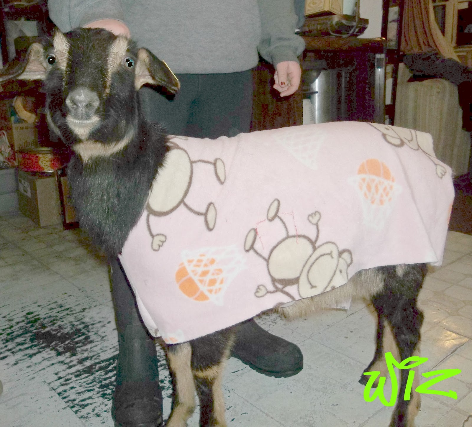 Country Roads Lead Me Home How to make a Goat Coat