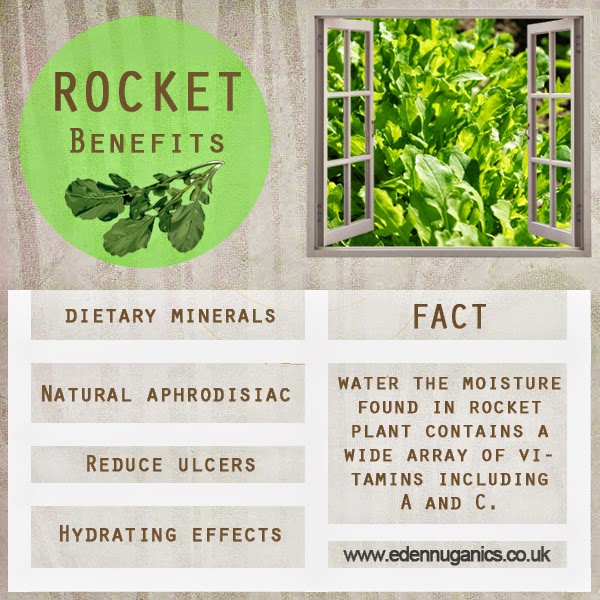 Eden Nuganics Blog Top 5 health benefits of rocket (Arugula)