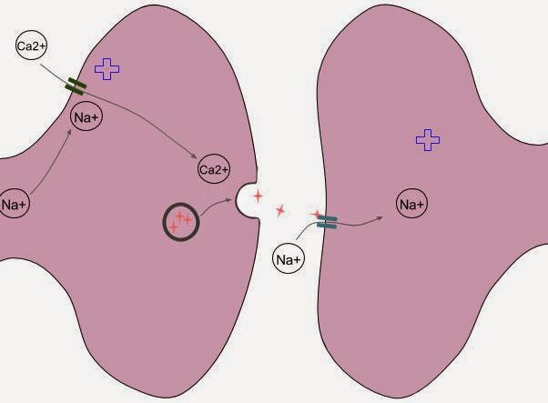 Experience And Sleep Dependent Synaptic Plasticity From Structure