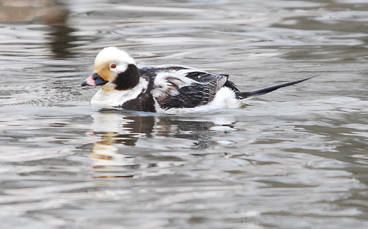 Ohio Birds and Biodiversity Longtailed Duck