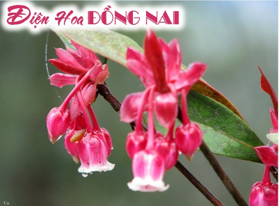 [Image: Ba-Na-hills-ruc-sac-mua-hoa-dao-chuong-no-ro-3.jpg]