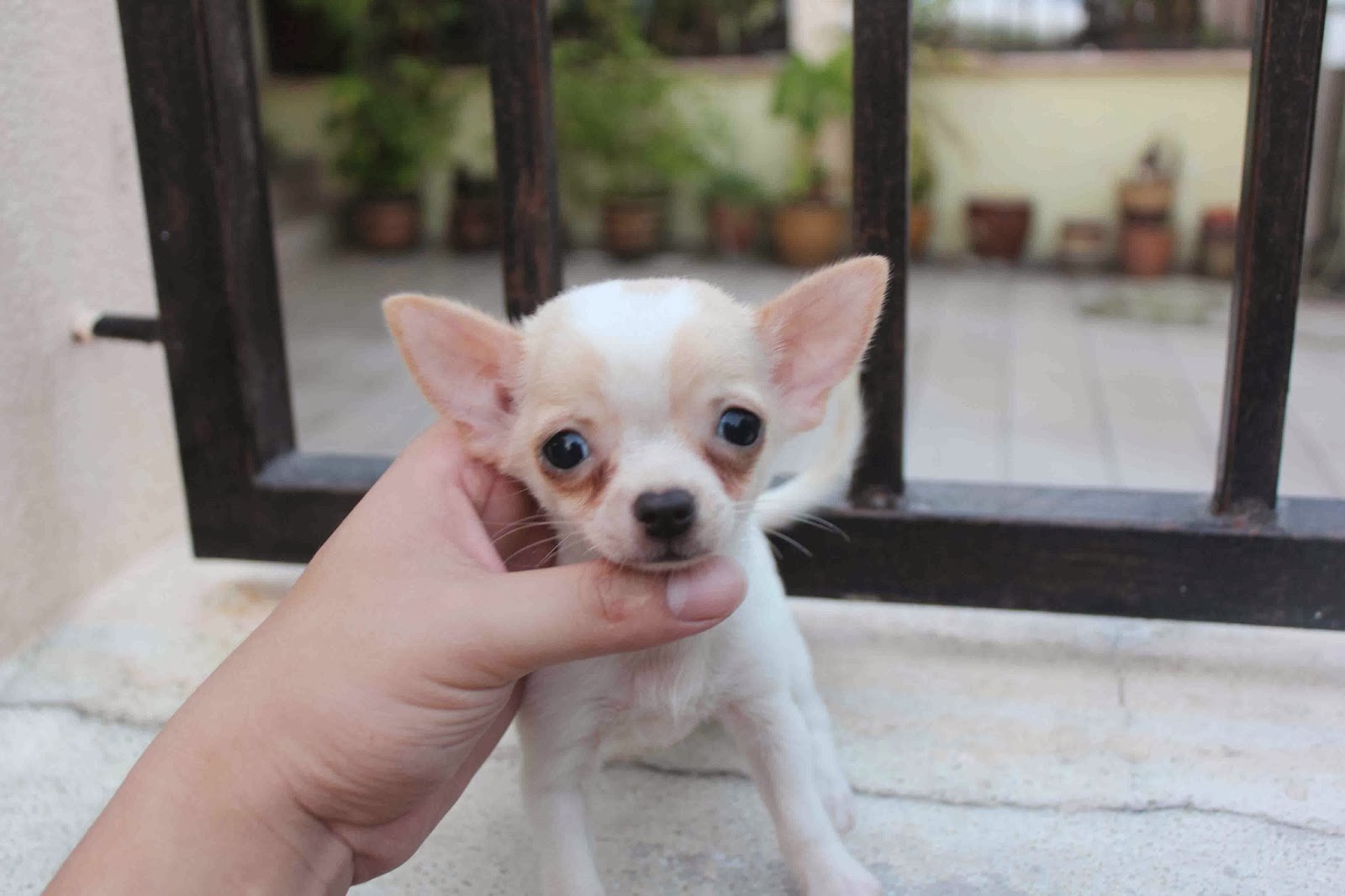 LovelyPuppy 20140208 Creamy Long Coat & Brown/White Smooth Coat