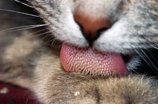 Cat's tongue Cat's tongue