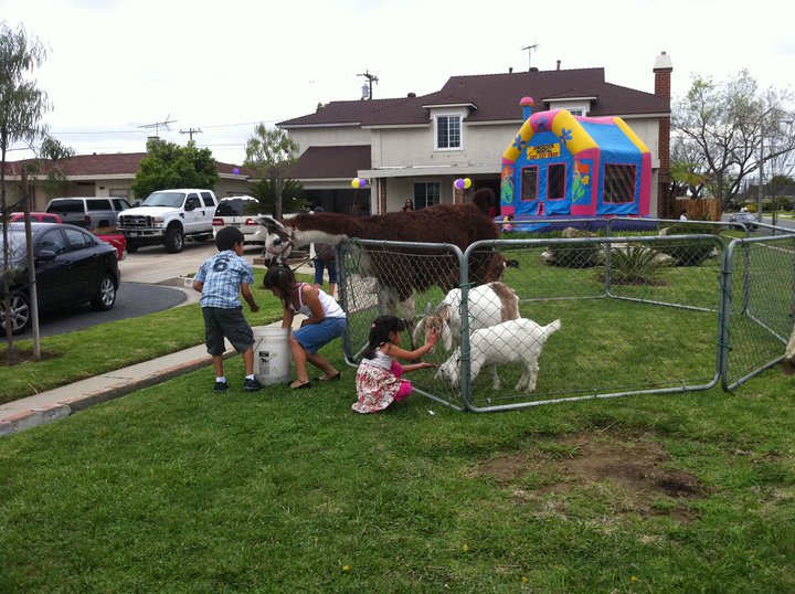 Montebello Barnyard Zoo: Traveling Petting Zoo & Pony Ride - Kids