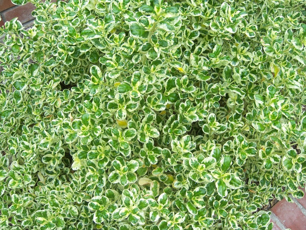 The 2 Minute Gardener Photo Marble Queen Coprosma (Coprosma repens