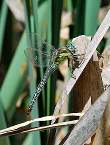 Hairy Dragonfly male