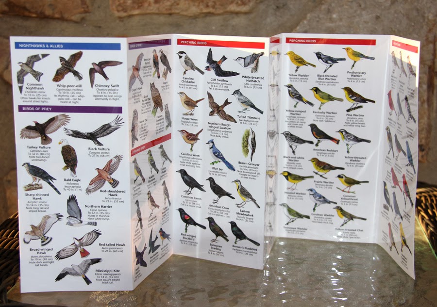 Discover Birds Waterford Press Pocket Guide a Big Hit with Discover