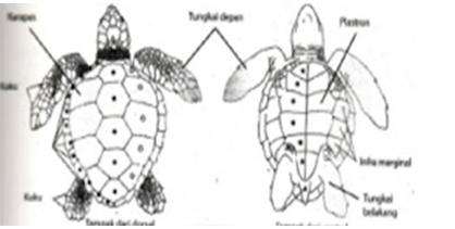 Yoana Tidung Identifikasi Dan Morfologi Penyu Sisik Beserta