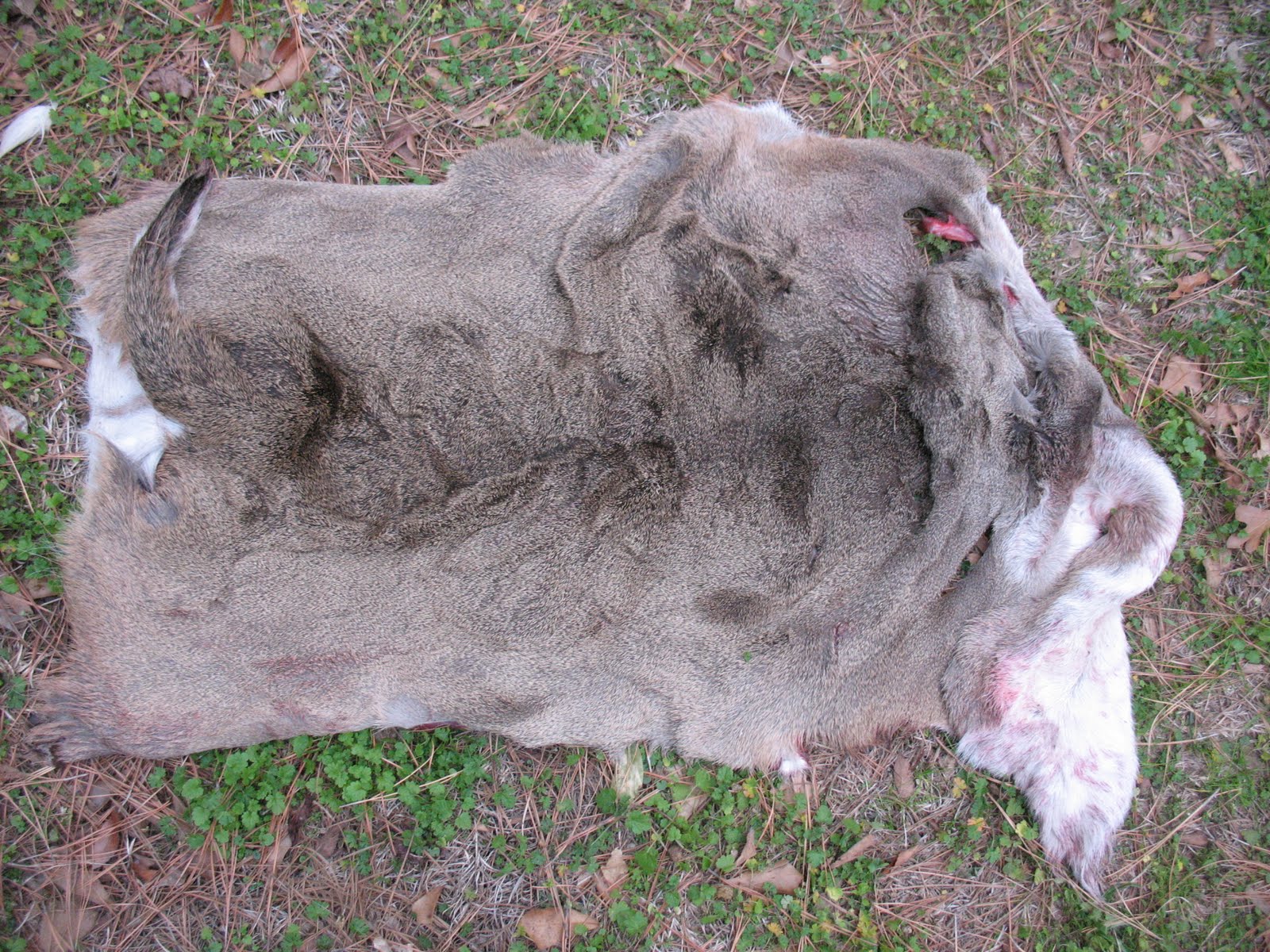 Sensible Survival Making Rawhide