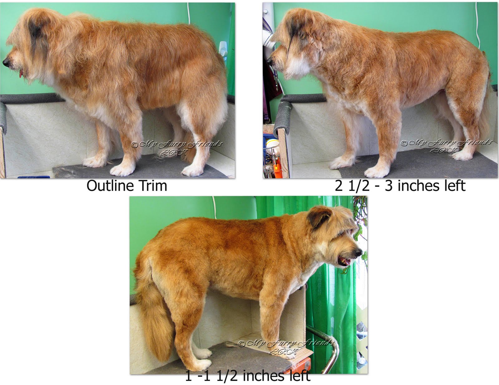How Often Should You Groom A Terrier Mix