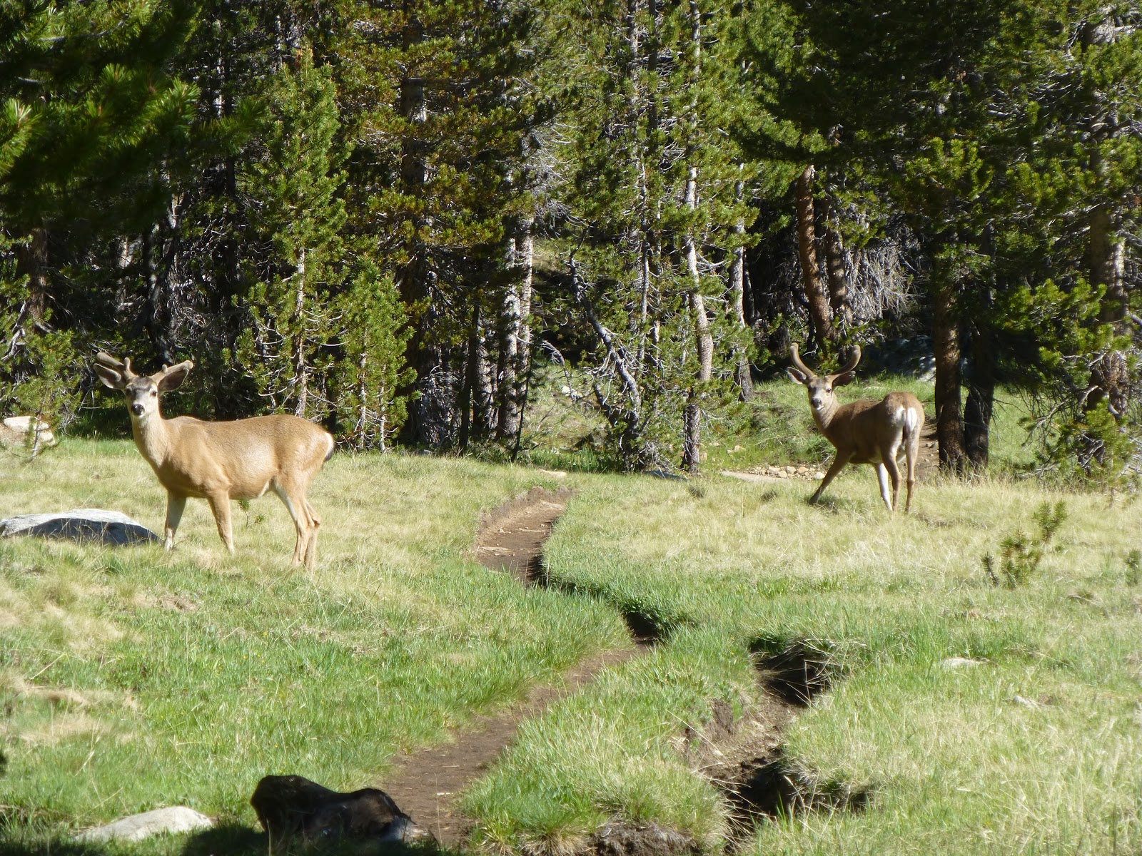 Some deer in Lyell Canyon