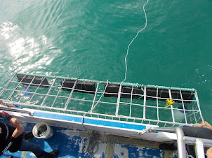 Shark Cage Diving in Gansbaai.