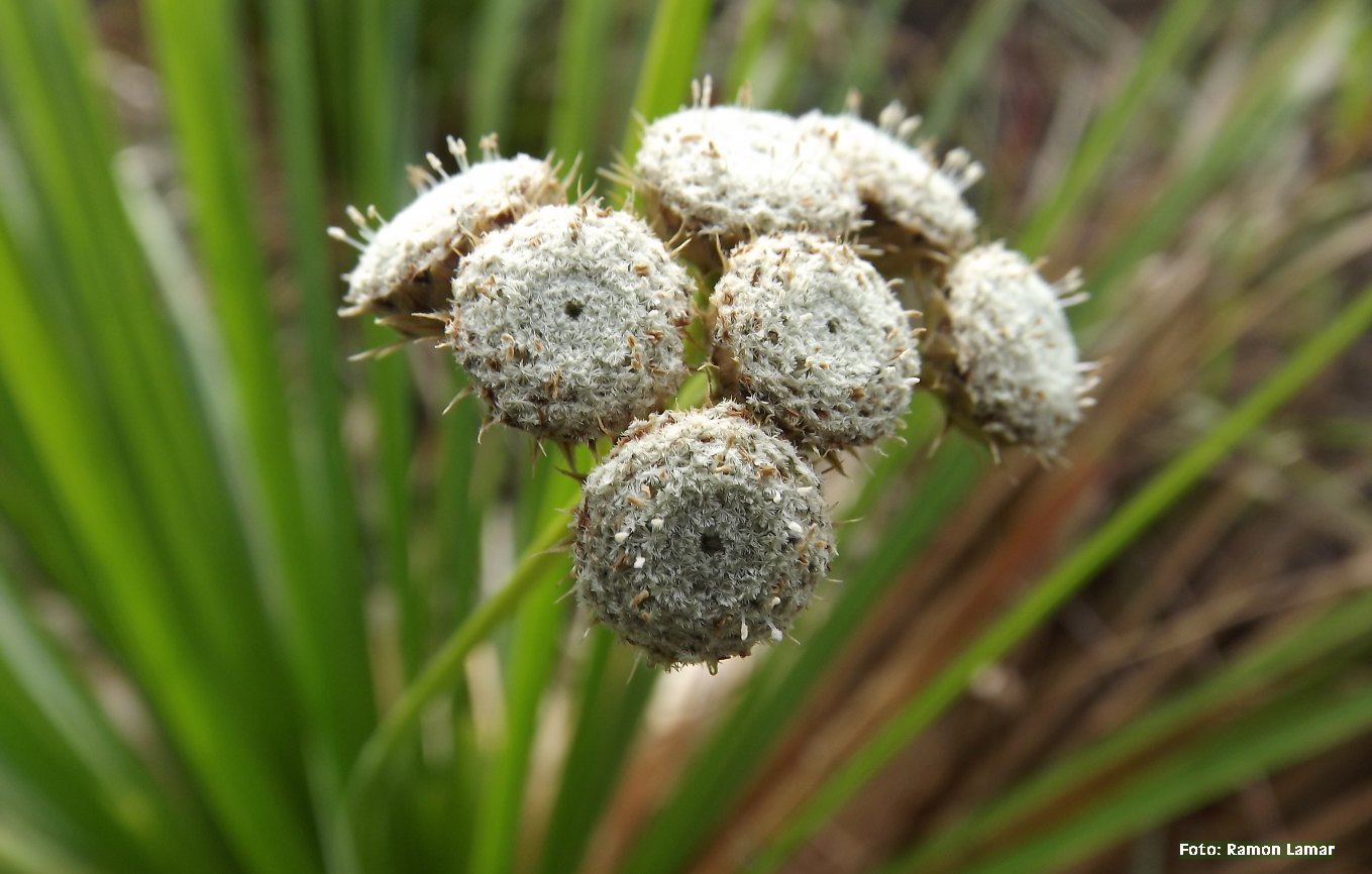 CAMPO RUPESTRE Paepalanthus bromelioides (Eriocaulaceae)