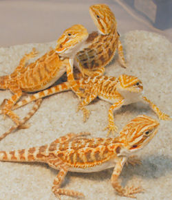 Bearded Dragon Morphs Breeders