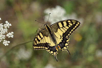 Papilio machaon