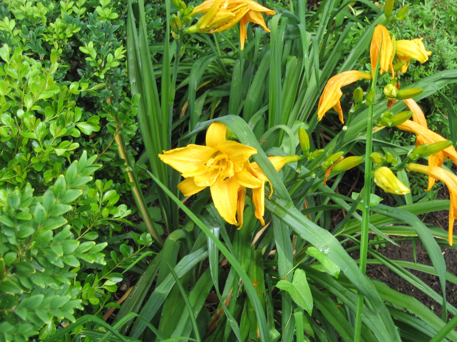 Unser Garten Lilien
