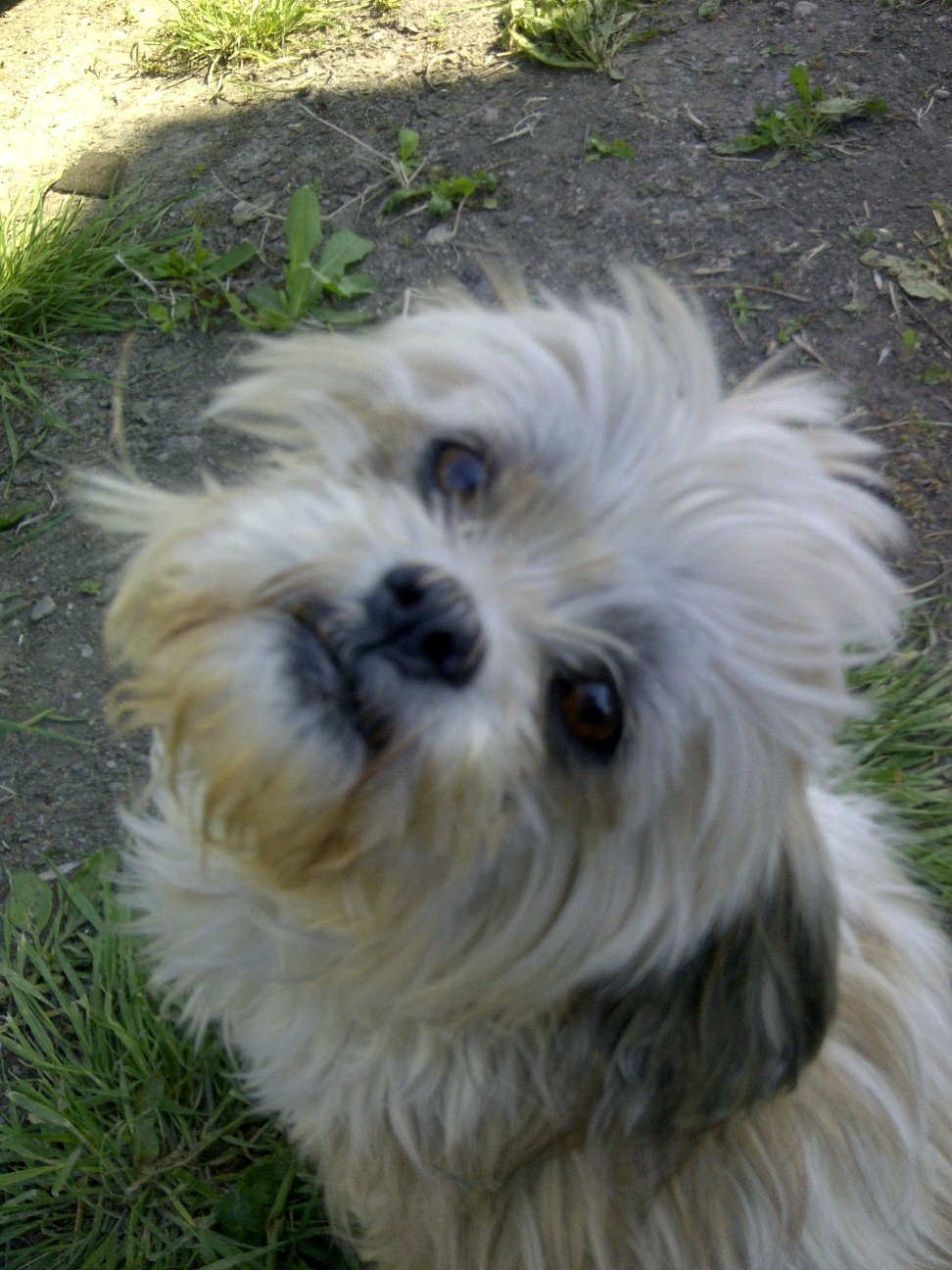 min pin shih tzu my in dakota pin tzu miniature pinscher shih tzu cross min pin shih tzu my in dakota pin tzu miniature pinscher shih tzu cross