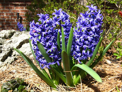 Blue hyacinths in bloom by garden muses: a Toronto gardening blog