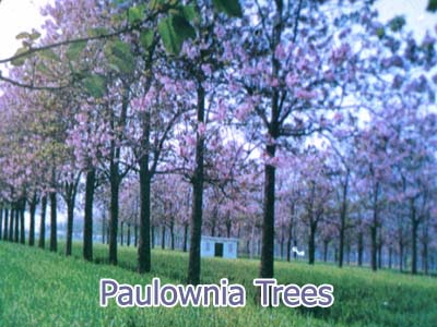 paulownia tree trees destiny histroy