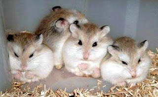 Trại bọ ú: Hamster, bọ ú, guinea pig, thỏ kiểng. Sỉ và lẻ! - 35