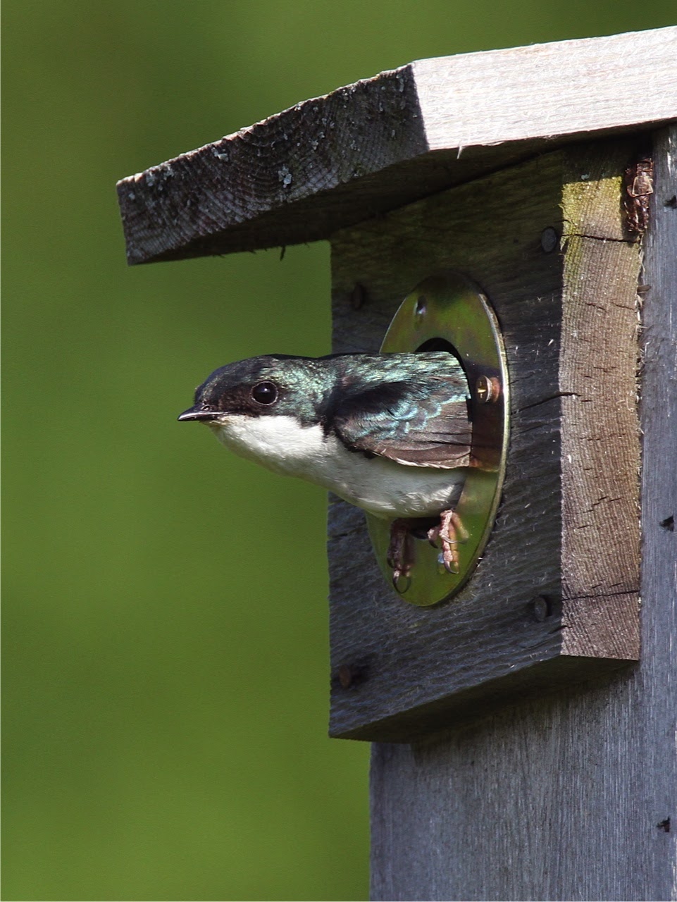 Downeast Audubon Photos