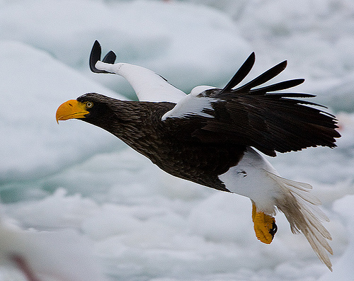Sea Eagle Pics