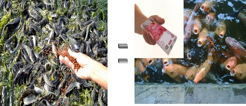 Memberi Makan Ikan Dengan Pellet Komersial Sama Memberi Makan Ikan Dengan Pellet Komersial Sama