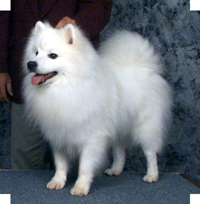 american-eskimo-puppies