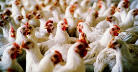 BUDIDAYA AYAM PEDAGING (BROILER) Bisnis Petani