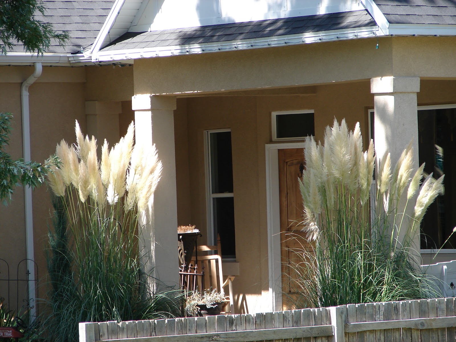 New Utah Gardener The Differences Between Ravenna Grass and Pampas Grass