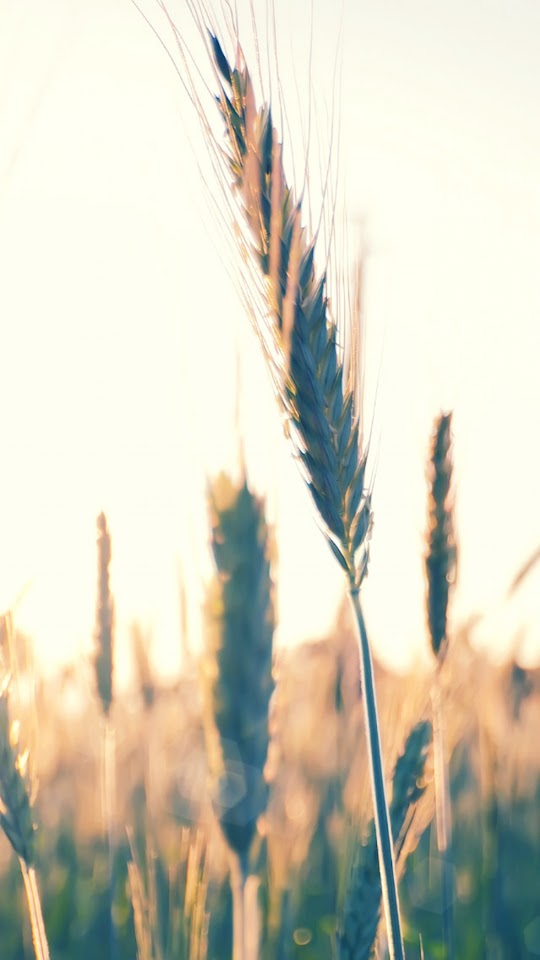 Wheat Plant  Galaxy Note HD Wallpaper