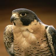 Peregrine Falcon